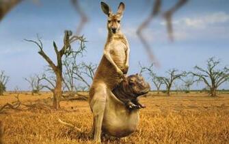 Beautiful Animal HD Wallpaper