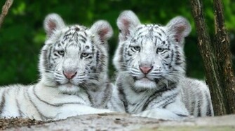 White Tiger Cubs Wallpaper Tigers
