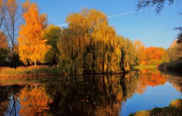 Wallpaper Autumn Trees Pond Foliage Netherlands Holland The