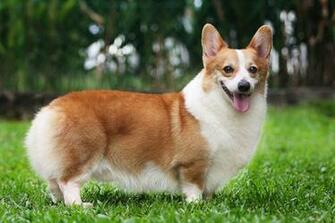 Pembroke Welsh Corgi Puppies Rescue Pictures Information