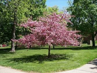 Cherry Tree Plant Product Res And Price Comparison