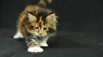 Maine Coon Cats Desktop Wallpaper X Photos Of