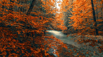 Wallpaper Tree Forest Nature Orange Branches