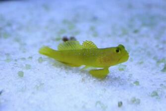 Watchman Goby Wallpaper High Quality