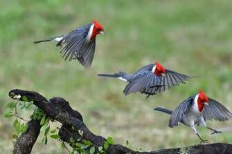 Animal Red Crested Cardinal Landing Flight Bird Wallpaper