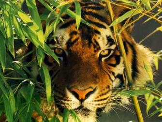 Tiger Wallpaper Abstract High Quality Background