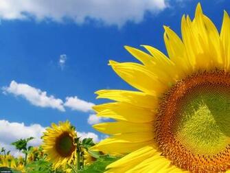 To Wallpaper Just Right Click On Pictures And Select Save