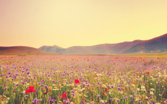 Wildflower Wallpaper