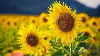 Sunflowers Field Wallpaper