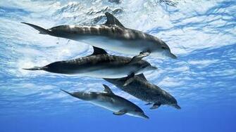 Dolphins Background HD Wallpaper Fine Wallpaper