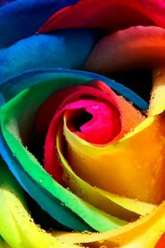 Flower Rainbow Rose Android Wallpaper