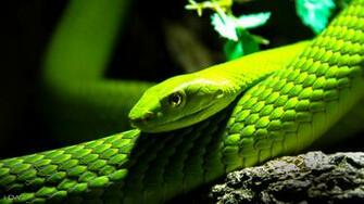 Green Mamba Desktop Background HD Wallpaper Gallery