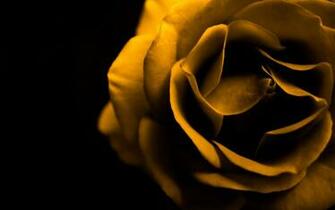 Cool Yellow Roses Px HDwallsource