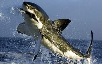Shark Wallpaper HD Pictures Animal