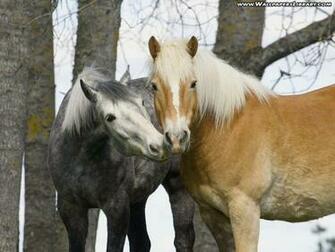 Cute Horse Wallpaper