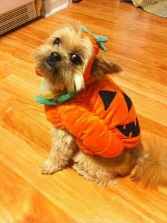 Add Photos Halloween Yorkshire Terrier On The Floor In Your