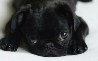 Hite Baby Pugs HD Wallpaper Background Image