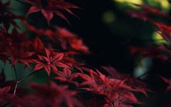 Red Leaves Wallpaper