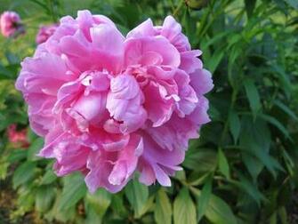 Wallpaper Peony Petals Buds Drawing Art Textures