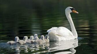 Mother Swan And Young Playing Follow The Leader Some Farms That Have