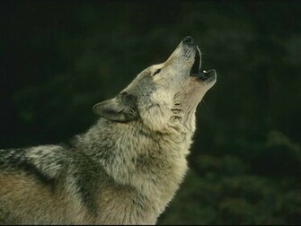 Lobos Wallpaper