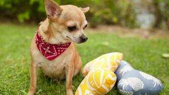 Pretty Chihuahua Wallpaper Hq Desktop