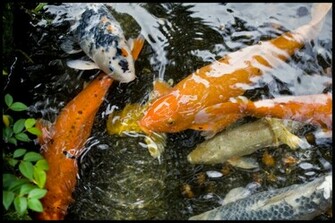 Japanese Koi Pond Wallpaper