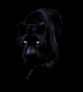 Khan The Black Leopard Kent England
