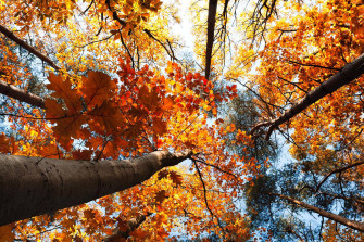 Fall Aesthetic Wallpaper