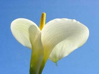 White Lilies Flowers Wallpaper
