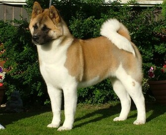 Akita Wallpaper