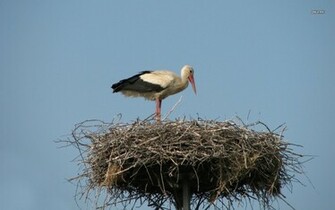 Stork Wallpaper More