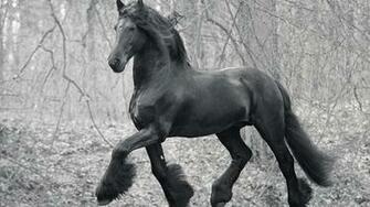 Friesian Horse Wallpaper Desktop