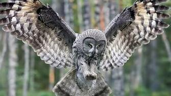 Beautiful Bird Wallpaper Background
