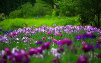 Flower Wallpaper Iris Out Door