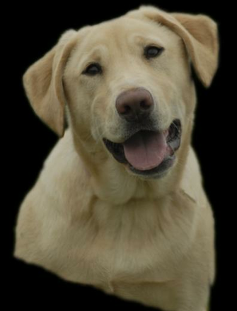 Yellowlab Image