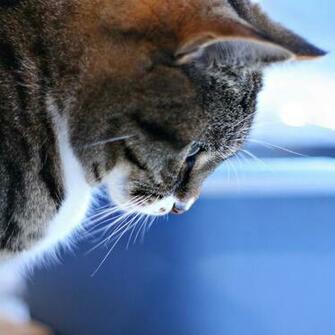 HD Cat iPad Wallpaper