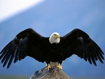 Eagle Flying HD Image Jpg