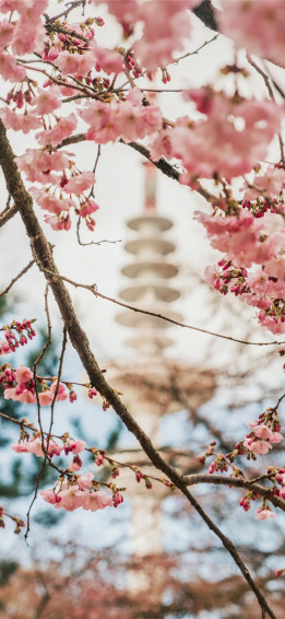 Spring In Hamburg iPhone X Wallpaper