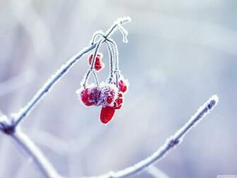 Frozen Berries Wallpaper And Image Pictures Photos