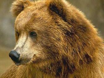 7art Bears Screensaver Brown And Pole In Beautiful Slide Show