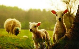 4k Sheep Wallpaper High Quality