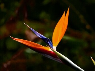 Exotic Flower Wallpaper And Image Pictures Photos