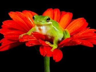 Frosch Rote Blume Schwarzer Hintergrund Hintergrundbilder