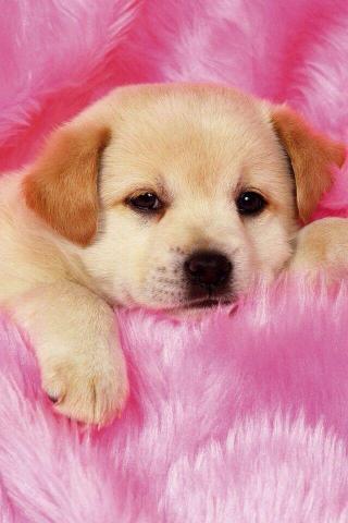 Cute Dog Wallpaper HD Teahub Io
