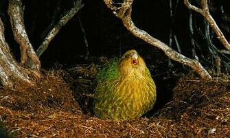 Kakapo