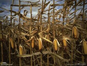 Photography Desktop Wallpaper National Geographic Magazine
