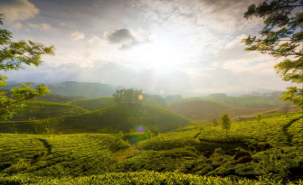 Tea Garden Wallpaper