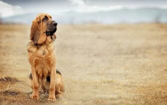 HD Bloodhound Dog Wallpaper