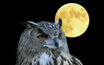 Owl Moon Wallpaper Photo And All